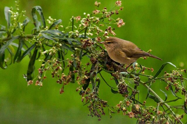 Common Chiffchaff / Pouillot véloce