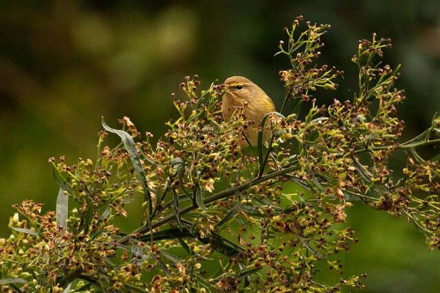 Common Chiffchaff / Pouillot véloce