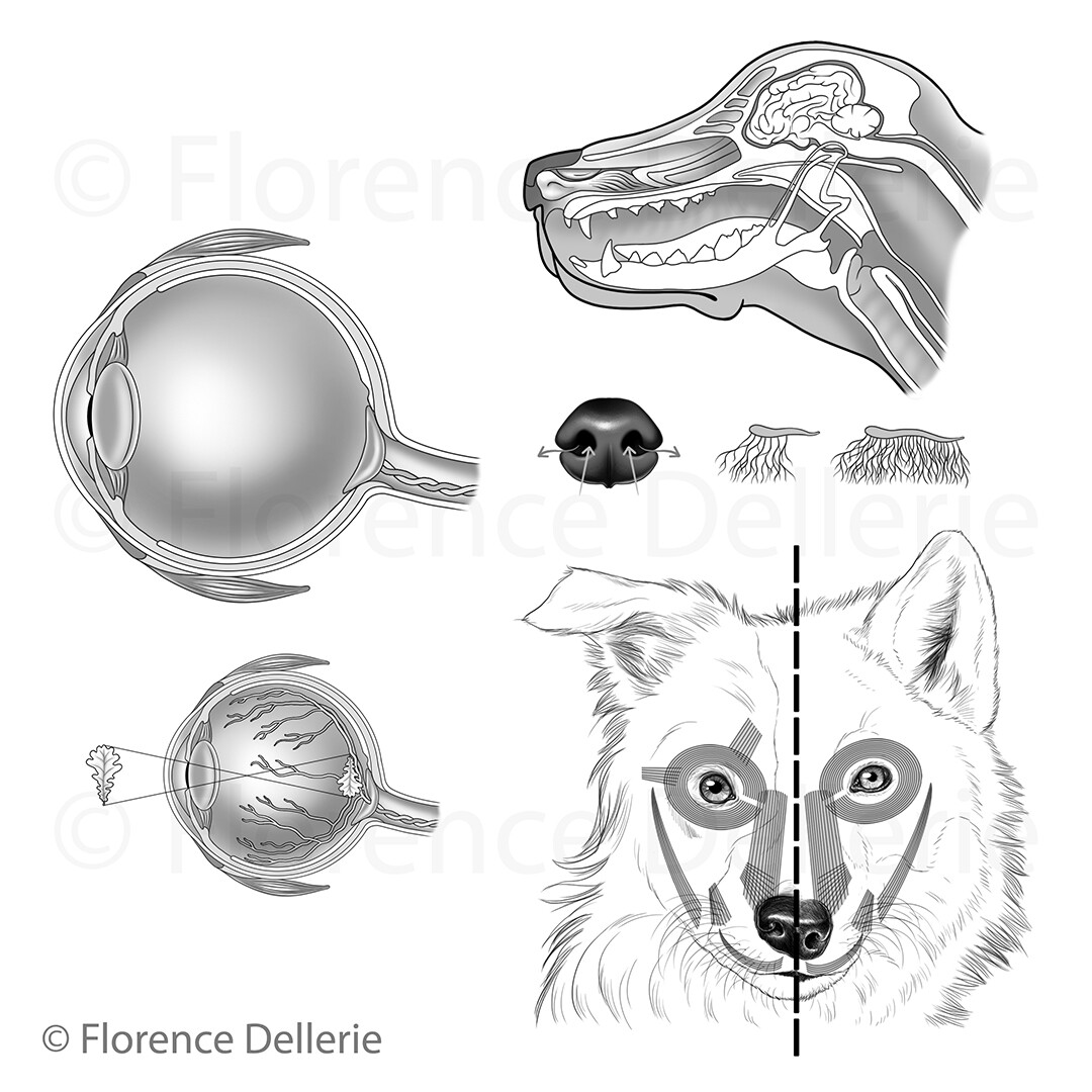 Planche regroupant plusieurs de mes illustrations scientifiques concernant le chien : vue de l'œil en coupe, schéma du système olfactif, comparaison avec les muscles faciaux chez le loup.
