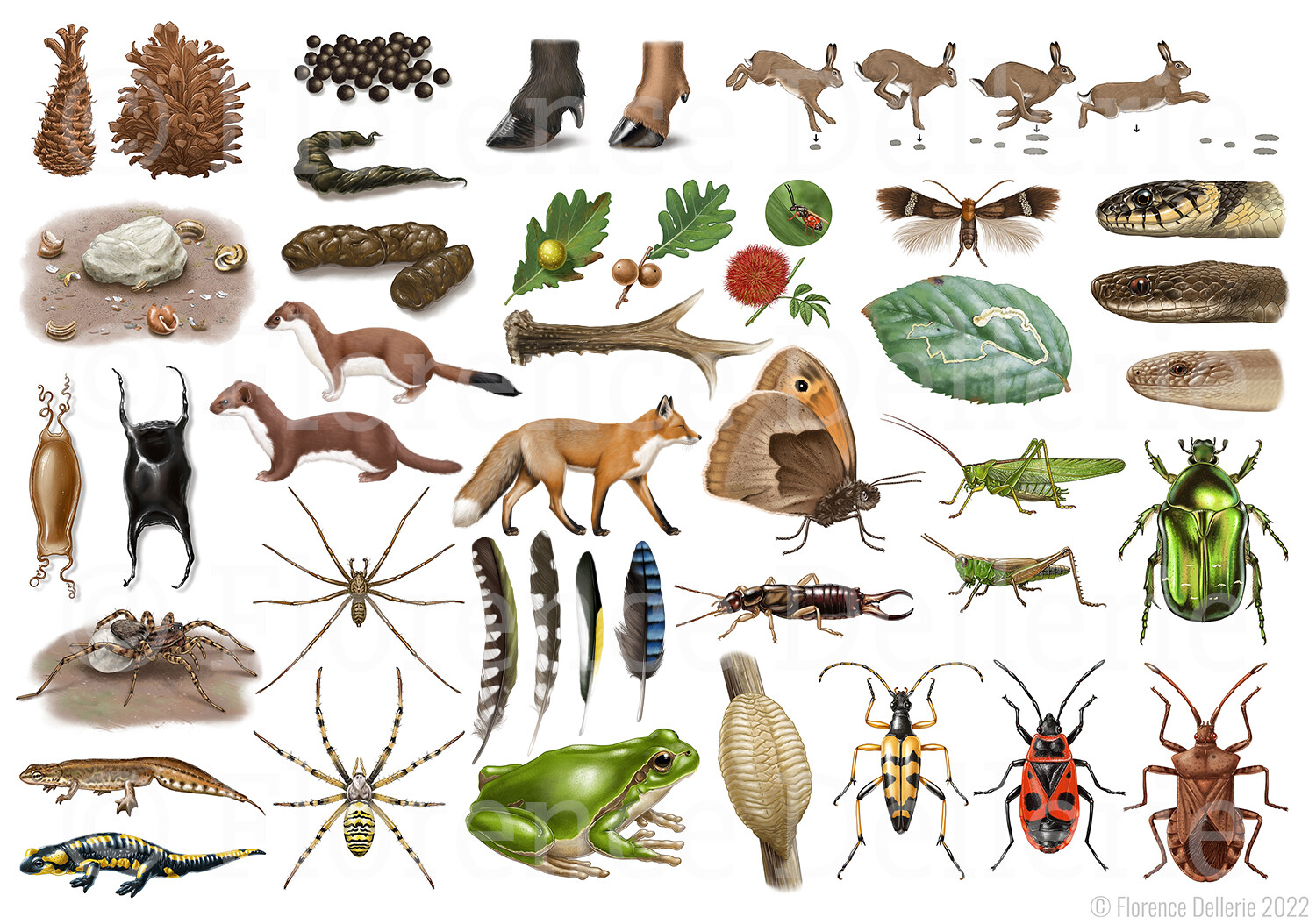 Planche regroupant plusieurs de mes illustrations scientifiques naturalistes.