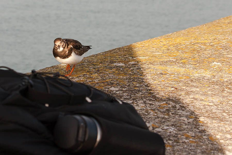 Collared turnstone on a jetee under a radiant sky.