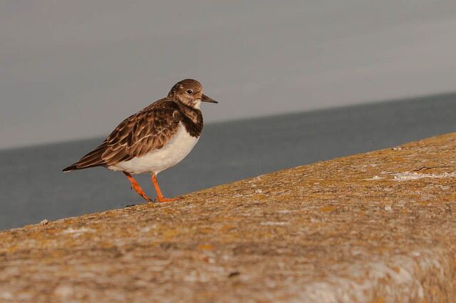 Collared turnstone on a jetee under a radiant sky.