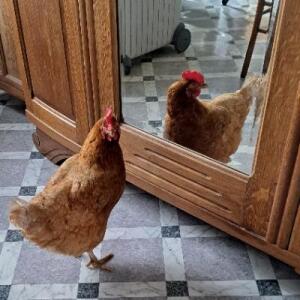 Murcanimal