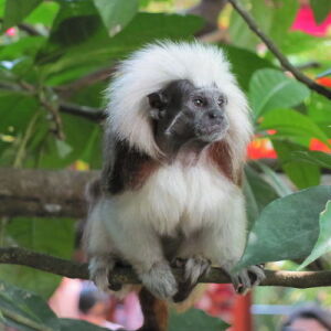 Tamarin