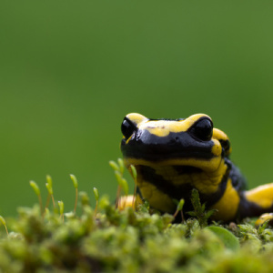 Salamandre